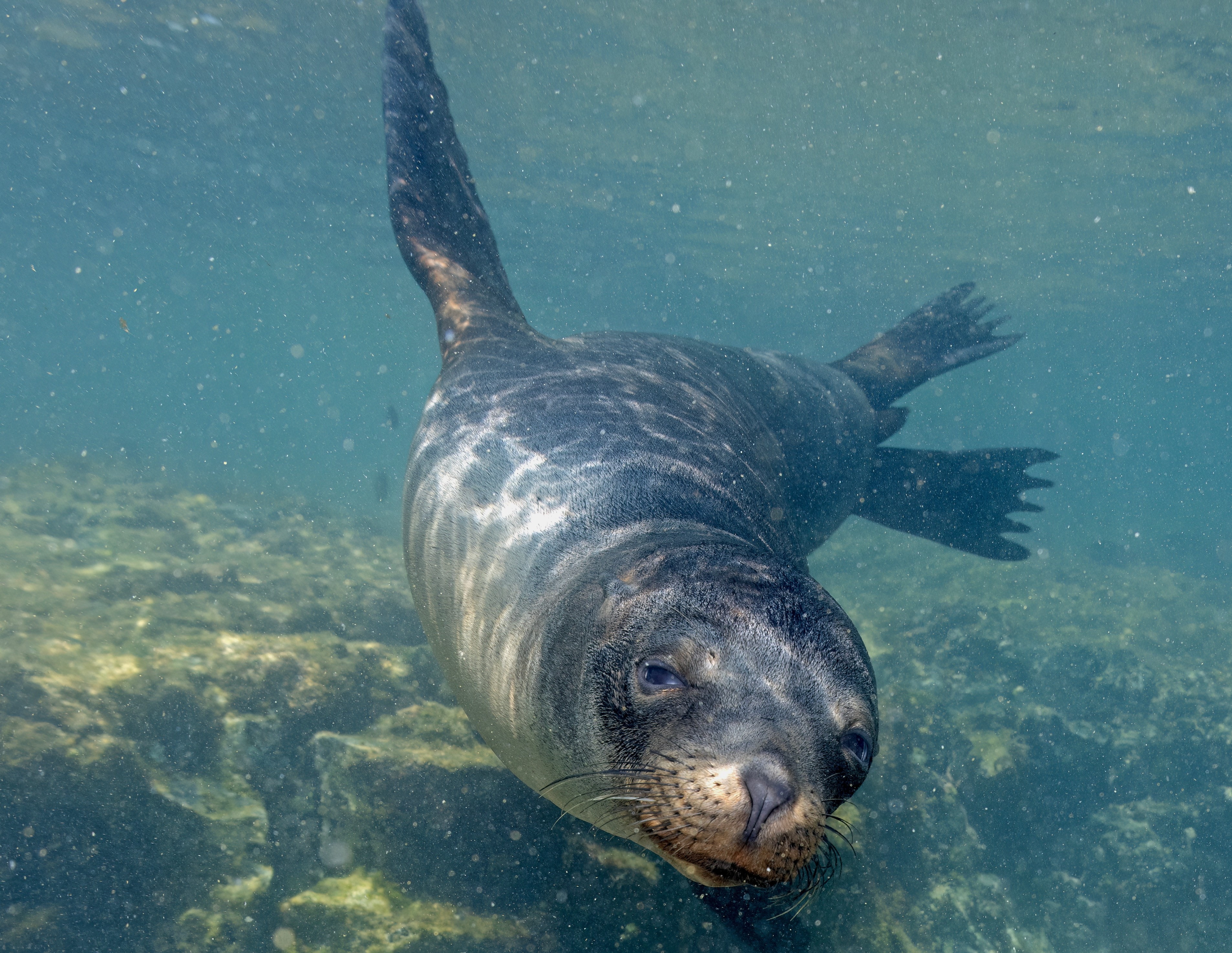 Sea lion close-up — underwater marine research